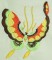 BFC0210 Chinese Butterflies