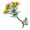 RMG210 Queen Anne's Lace