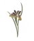 RMG2101 Iris Graminea
