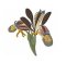 RMG2103 Iris
