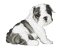 RMG2113a  Buddy 2113a