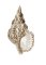 RMG2139a Sea Shell 2139a