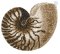 RMG2147a Sea Shell 2147a