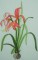 BFC0216 Flora Exotica