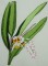 BFC0216 Flora Exotica