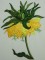 BFC0216 Flora Exotica