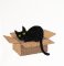 BFC2185 Cats in Hiding