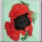 BFC0237 Poppies
