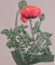 BFC0237 Poppies