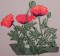 BFC0237 Poppies