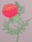 BFC0237 Poppies