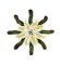 RMG240 Liverwort