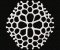 RMG237 Radiolarians Set 1