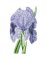 RMG2431  Iris