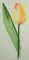 BFC0250 Watercolor Tulips