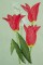 BFC0250 Watercolor Tulips