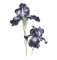 RMG2508  Iris