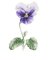 RMG2516 Lavender Pansy