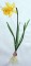 BFC0254 Botanical Bulbs