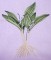 BFC0254 Botanical Bulbs