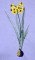 BFC0254 Botanical Bulbs