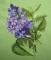 BFC0258 Lilacs
