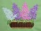 BFC0258 Lilacs