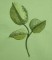 BFC0258 Lilacs