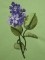 BFC0258 Lilacs