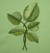 BFC0258 Lilacs