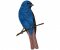 RMG259 Indigo Bunting