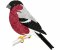 RMG260 Bullfinch