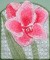 BFC0261 Lace Bowl and Doily Amaryllis