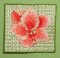 BFC0261 Lace Bowl and Doily Amaryllis