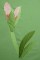 BFC0262 Amaryllis