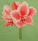 BFC0262 Amaryllis