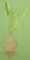 BFC0262 Amaryllis