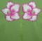 BFC0262 Amaryllis