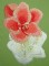 BFC0262 Amaryllis