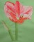 BFC0262 Amaryllis