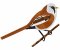 RMG262 Bearded Tit