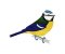 RMG264 Blue Tit