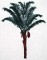 BFC0265 Tropical Palms