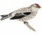 RMG266 Mealy Redpole