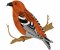 RMG267 Red Crossbill