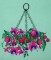 BFC0269C Hummingbirds and Fuchsias