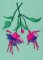 BFC0269C Hummingbirds and Fuchsias