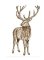 RMG2713EL Deer