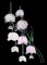 BFC0276 Fred's Flowers