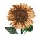 RMG2771  Sunflower
